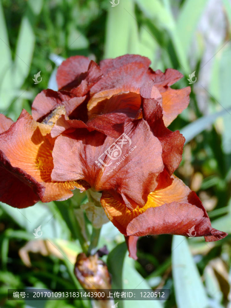 紅色的虹膜