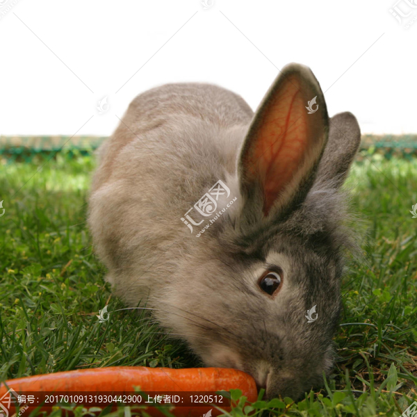 conejo_5429。