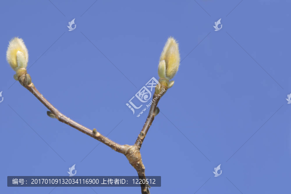 馬格諾利亞芽