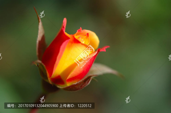 橙玫瑰