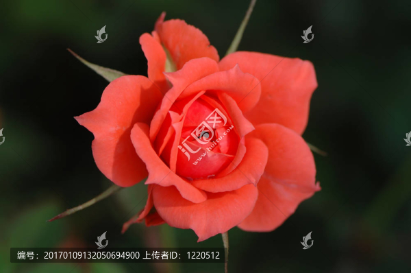 粉紅色的玫瑰-匯圖網(wǎng) www.fosd68.com 粉紅色的玫瑰