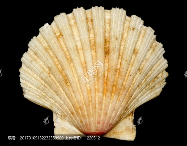 貝殼氣體符號(hào)