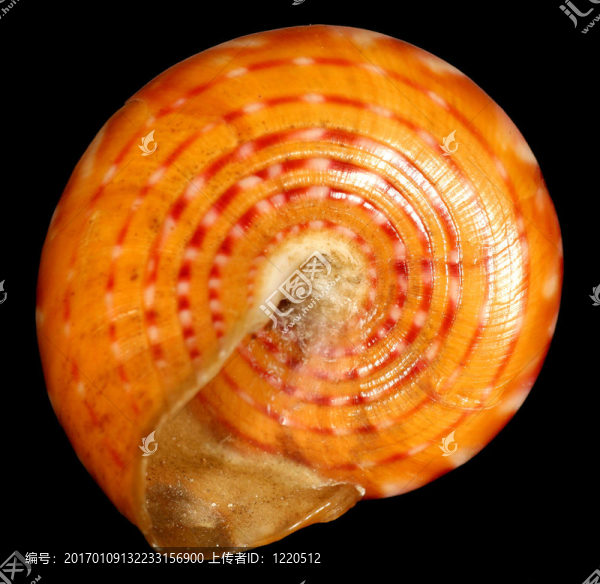 橙色紅色外殼