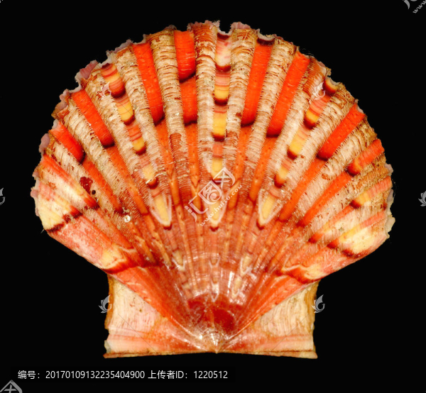 貝殼氣體符號