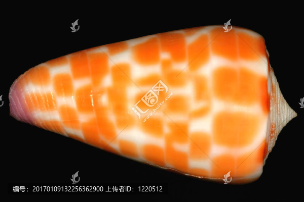 橙寵溺的殼