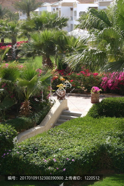 度假村的花園