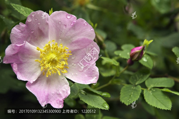 美麗的花與濕花瓣玫瑰