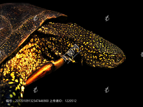 歐洲池龜-匯圖網(wǎng) www.fosd68.com 歐洲池龜