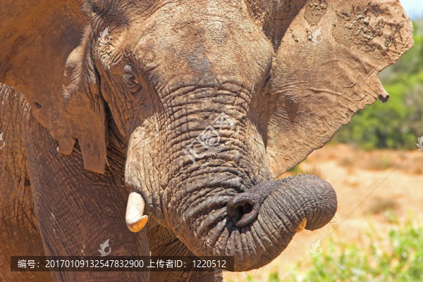 樹(shù)干的樂(lè)趣