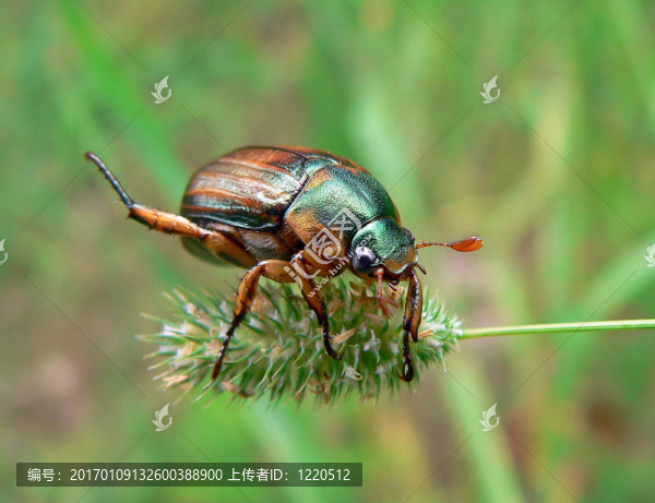甲蟲（rhombonyx,testaceloes,ussuriensis）