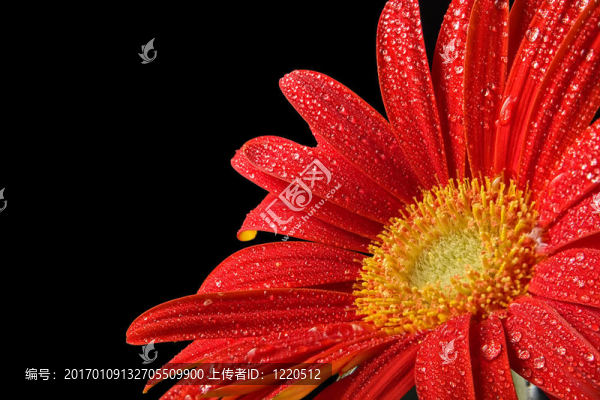 在滴水紅色非洲菊