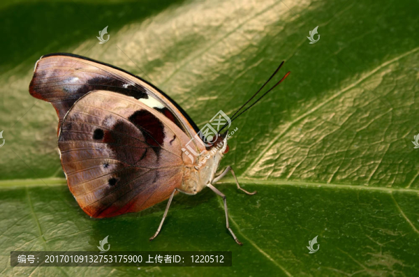 蝴蝶