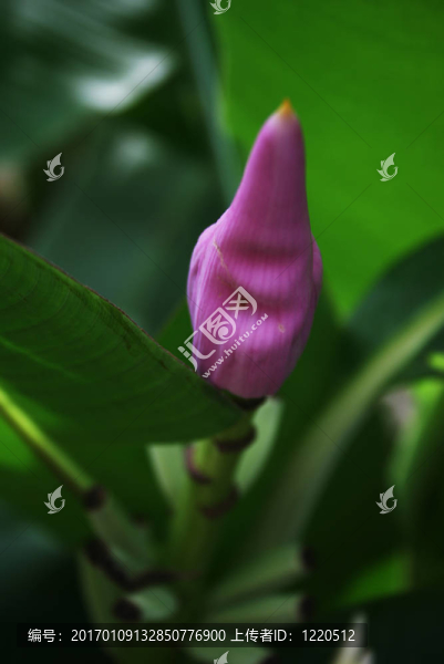香蕉的花蕾