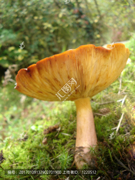 在河岸毒蕈