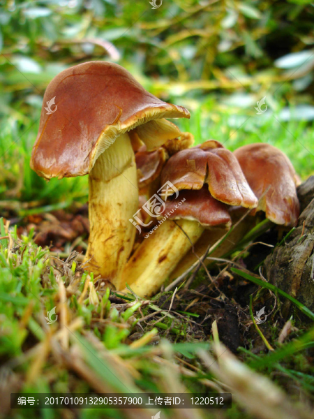 在一個(gè)樹(shù)樁毒菌