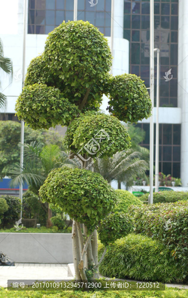 盆景tree2