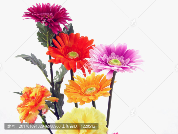花朵特寫