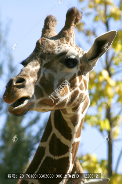 靠近長頸鹿看相機