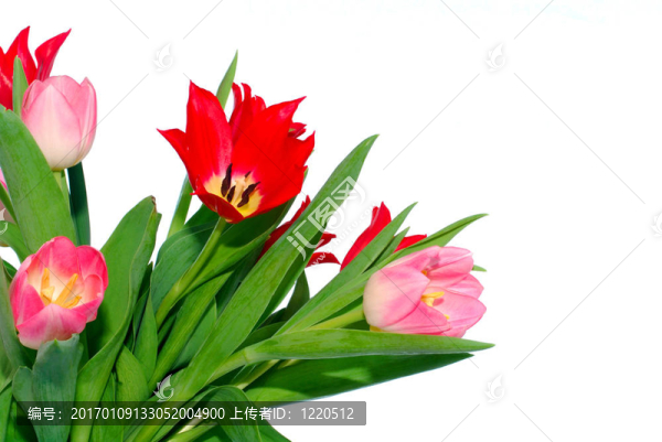 彩色復(fù)活節(jié)花卉背景；郁金香