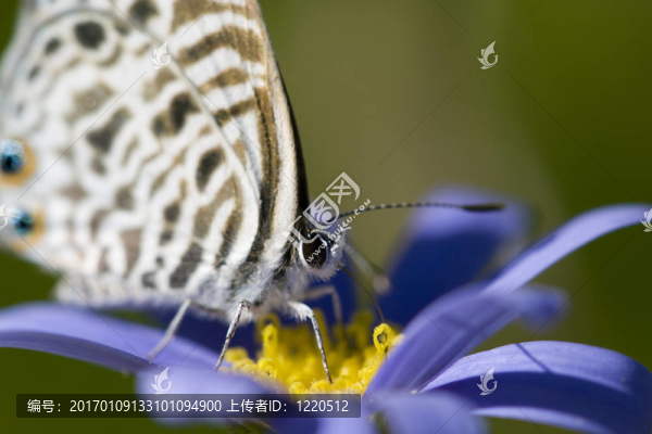 美麗的小蝴蝶長(zhǎng)舌頭在花上。