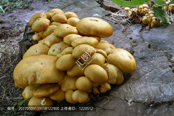hongos_0288。