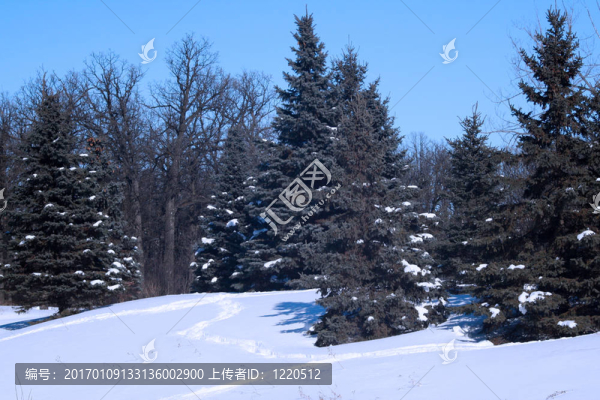 雪中的常青樹