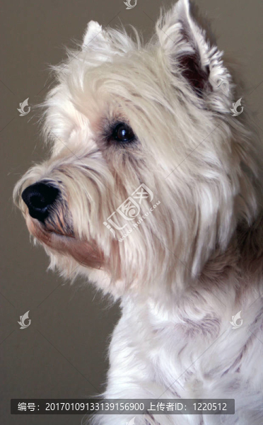 westie