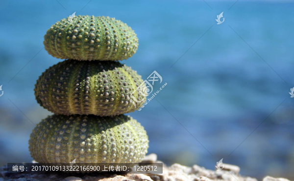 三海膽