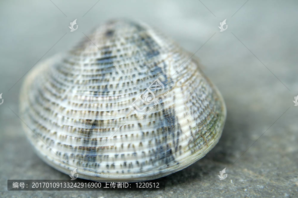 一個(gè)小小的貝殼