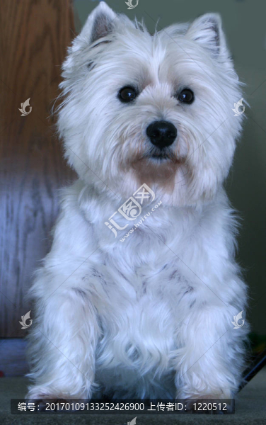 westie