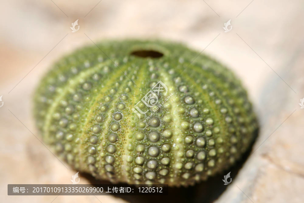 海膽