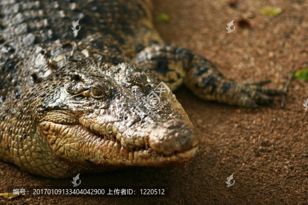 鱷魚