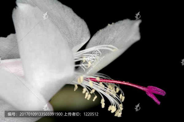 圣誕仙人掌2