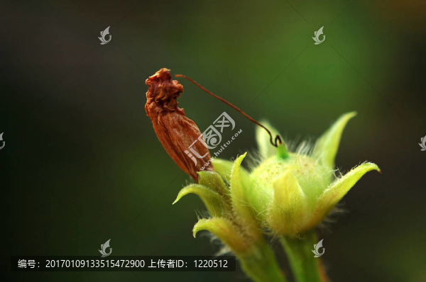 登山植物種子
