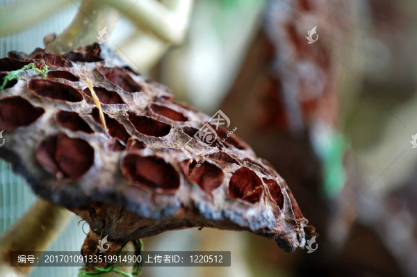 干蓮子頭