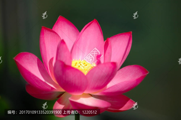 盛開的粉紅色的蓮花