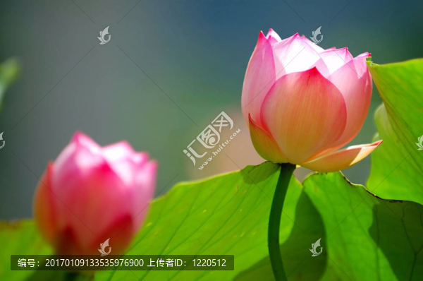 陽光下的荷花-匯圖網(wǎng) www.fosd68.com 陽光下的荷花