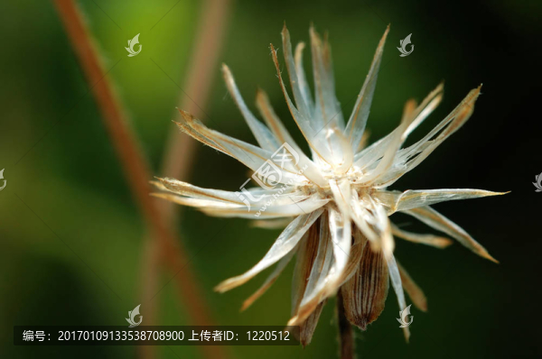 對(duì)羽芒procumben種子