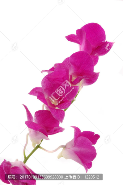 蘭花