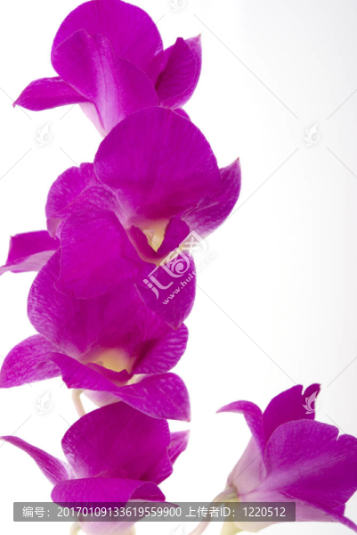 蘭花