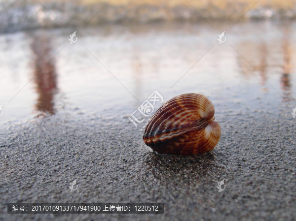 海灘上的貝殼