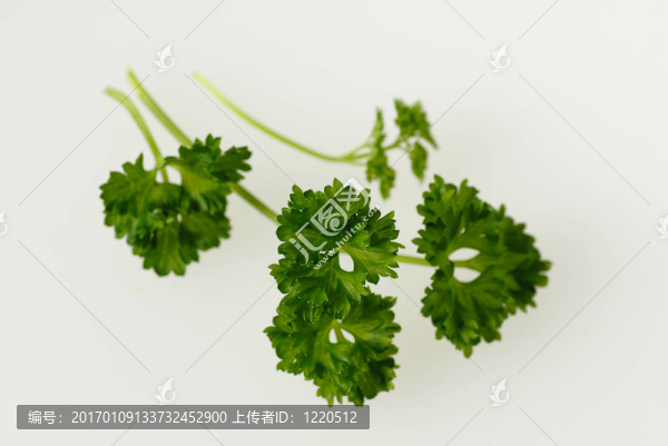 西芹
