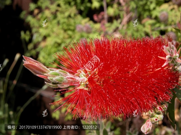 Callistemon（citrinus芨芨草）