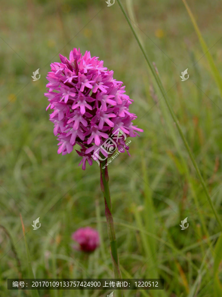 Pyramidil,Orchid（acamptis楊）