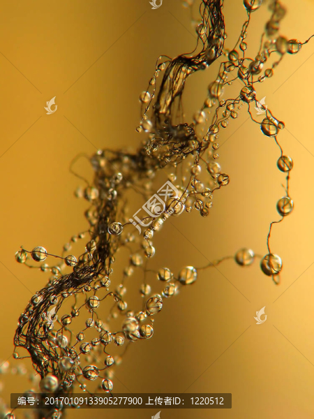 DNA