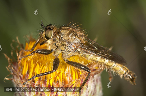 Killer,Fly(lapria,F-匯圖網(wǎng) www.fosd68.com Killer,Fly(lapria,F