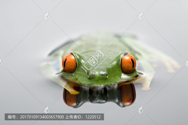 青蛙在水