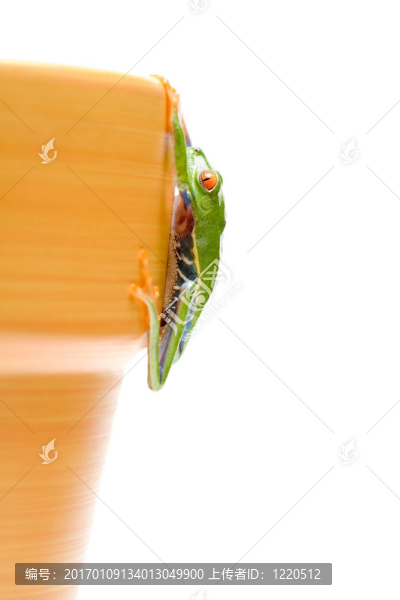掛在那里