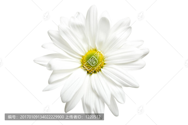 白色的雛菊孤立