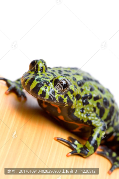 火腹蟾蜍